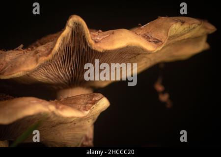 Le branchie di un paio di funghi chantarelle (Cantharellus cibarius) crescono all'interno della zona boschiva di Hodders Coombe in Somerset Foto Stock