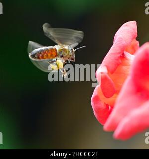 Il miele delle api raccoglie il nettare dei fiori Foto Stock