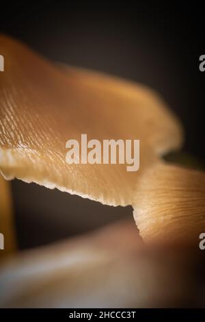 Immagine astratta dei funghi che crescono nei boschi di Hodders Coombe nei Quantocks nel Somerset Foto Stock