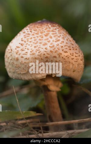 In un bosco Foto Stock