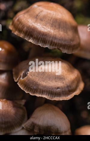 Il gruppo di funghi cresce insieme catturato dalla luce attraverso gli alberi Foto Stock