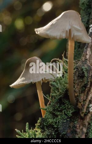 Un paio di funghi che crescono su un tronco di albero coperto muschio nei boschi che cattura la luce del mattino presto filtrando attraverso gli alberi Foto Stock