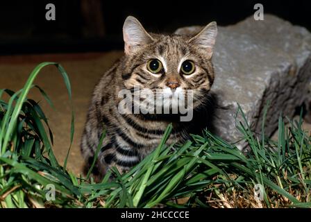 Gatto con piedi neri (gatto con macchie piccole) che cerca preda. Nigripes Felis. Foto Stock