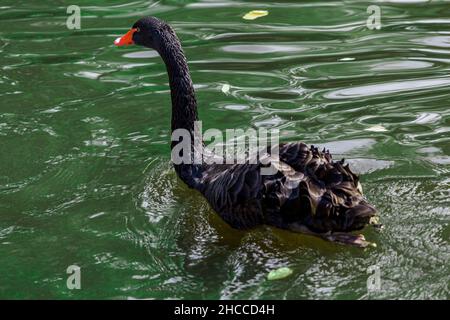 Il cigno nero galleggia nel lago Foto Stock