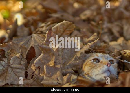 Primo piano del gatto zenzero carino nel fogliame autunnale. Foto Stock