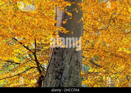 Faggio (fagus sylvatica), primo piano di un tronco di albero maturo inciso con iniziali e circondato da una massa di foglie di autunno gialle e marroni. Foto Stock
