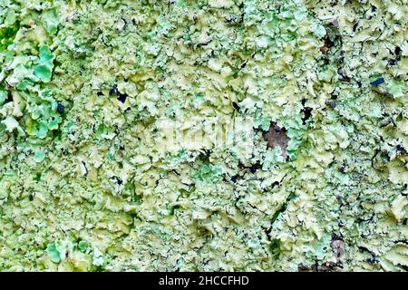 Lichen, molto probabilmente comune Greenshield Lichen (flavoparmelia caperata), primo piano di una grande placca che cresce attraverso il tronco di un albero di cenere matura. Foto Stock