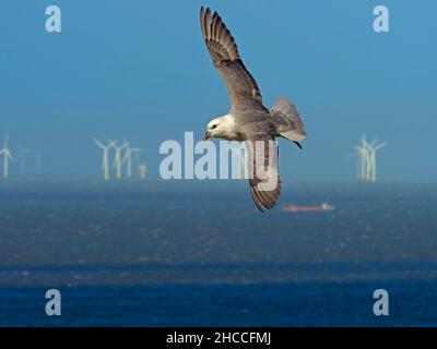 Fulmar Fulmaris glacialis in volo e per centrali eoliche offshore Hunstanton Norfolk Foto Stock