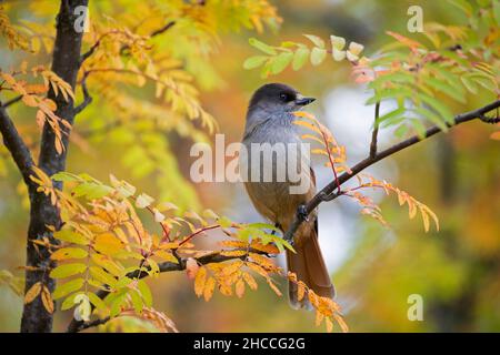 Jay siberiano (Perisoreus infaustus / Corvus infaustus ) arroccato in rowan / cenere di montagna in autunno foresta, Scandinavia Foto Stock