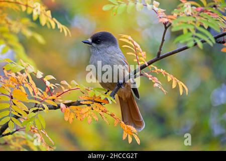 Jay siberiano (Perisoreus infaustus / Corvus infaustus ) arroccato in rowan / cenere di montagna in autunno foresta, Scandinavia Foto Stock