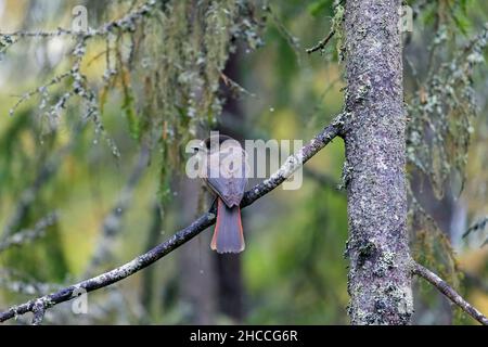 Jay siberiano (Perisoreus infaustus / Corvus infaustus ) arroccato in conifere nella foresta autunnale, Scandinavia Foto Stock