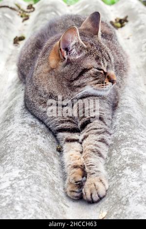 Gatto tabby giacente su un tetto di ardesia e riposante Foto Stock