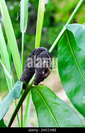 Larva di falco elefante (Deilehila elpenor) su ramo verde Foto Stock