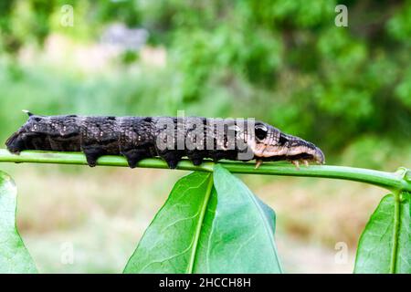 Larva di falco elefante (Deilehila elpenor) su ramo verde Foto Stock