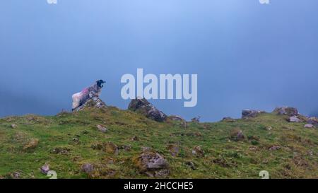 Pecora scozzese di Blackface che si affaccia sulla Black Valley, Irlanda Foto Stock