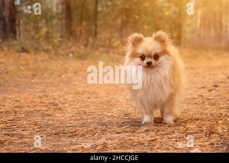 Primo piano di un mini spitz Pomerania su una passeggiata nel parco autunnale Foto Stock