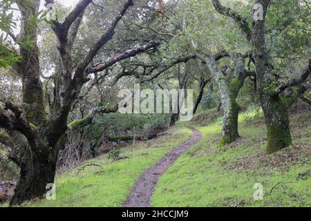 Trail attraversa la foresta di Bay Laurel a Almaden Quicksilver County Park, New Almaden, Santa Clara County, California, USA. Foto Stock