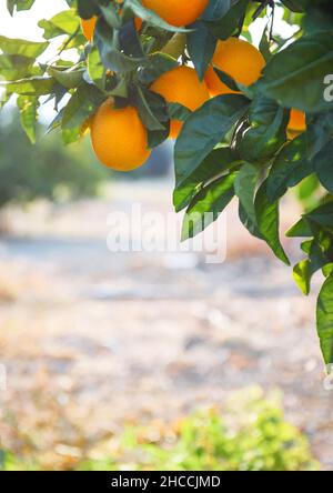 Frutti d'arancia appesi su un ramo d'albero su un giardino, fuoco selettivo, colpo verticale Foto Stock