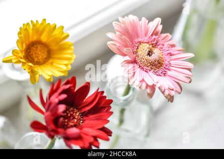 Primo piano di tre gerberi colorati in vasi di vetro su un davanzale con uno sfondo sfocato Foto Stock