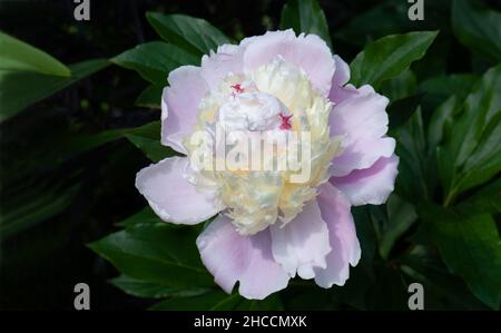 Peony Lactifolia "Kiss Katies" Foto Stock