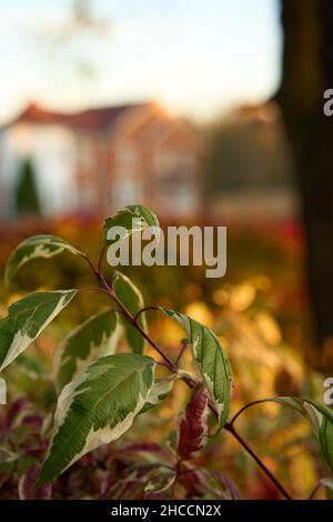 Colpo verticale di dogwood siberiana (Cornus alba) con belle foglie Foto Stock