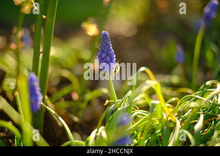 Primo piano di un giacinto di uva blu con un'ape sopra Foto Stock