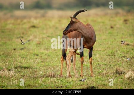 Coastal Topi - Damaliscus lunatus, antilope altamente sociale, sottospecie di tsessebe comune, si verificano in Kenya, Somalia, dal marrone rossastro al nero, Foto Stock