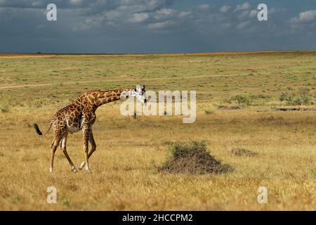 Masaai Giraffe - Giraffa tippelskirchi anche Maasai o Kilimanjaro giraffe, la più grande giraffa, originaria dell'Africa orientale, del Kenya e della Tanzania, irr distintivo Foto Stock