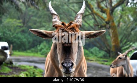 Primo piano di una testa di terra comune Foto Stock