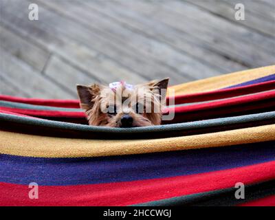 Primo piano di Yorkshire Terrier nella colorata amaca su sfondo sfocato Foto Stock