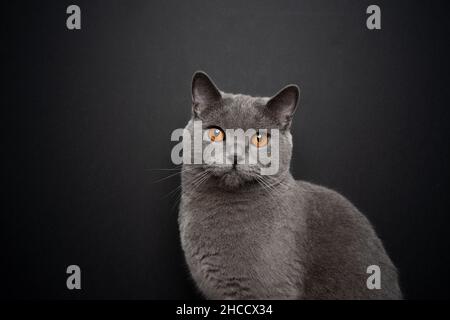bel ritratto di gatto grigio corto britannico su sfondo nero con spazio per la copia Foto Stock
