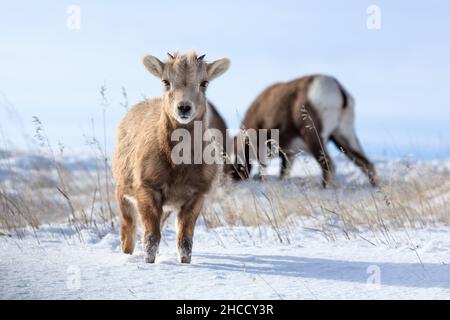 L'agnello di pecora di Bighorn (Ovis canadensis) attraversa la neve fresca dopo una tempesta invernale nel Badlands National Park, South Dakota, USA Foto Stock