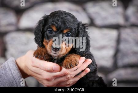 Phantom F1B piccolo cucciolo di Bernedoodle tenuto di fronte al muro di pietra Foto Stock