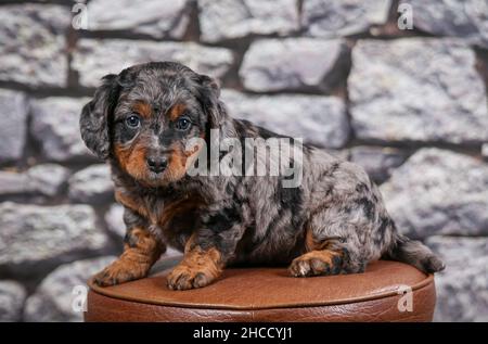 Phantom Blue Merle F1B Tiny Bernedoodle Puppy seduta su sgabello di fronte al muro di pietra Foto Stock