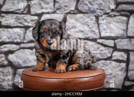 Phantom Blue Merle F1B Tiny Bernedoodle Puppy seduta su sgabello di fronte al muro di pietra Foto Stock