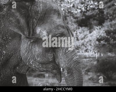 Ritratto di elefante con pelle grinzita e piegata. Primo piano in bianco e nero. Vista del profilo Foto Stock