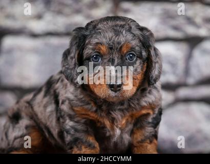 Phantom Blue Merle F1B Tiny Bernedoodle Puppy seduta su sgabello di fronte al muro di pietra Foto Stock