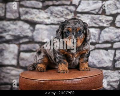 Phantom Blue Merle F1B Tiny Bernedoodle Puppy seduta su sgabello di fronte al muro di pietra Foto Stock