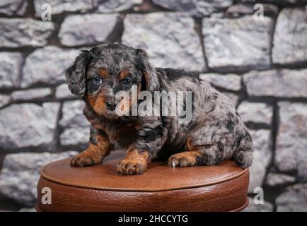 Phantom Blue Merle F1B Tiny Bernedoodle Puppy seduta su sgabello di fronte al muro di pietra Foto Stock