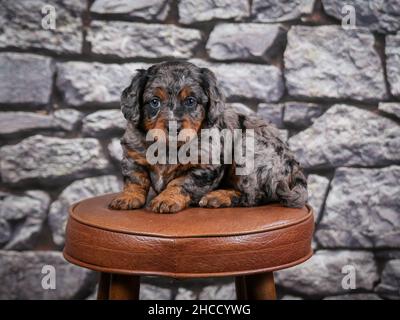 Phantom Blue Merle F1B Tiny Bernedoodle Puppy seduta su sgabello di fronte al muro di pietra Foto Stock