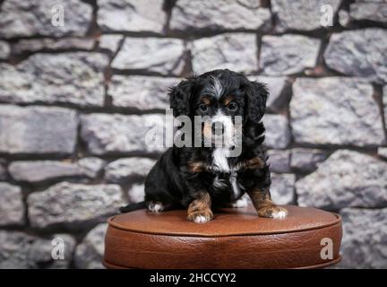 Tri-colorato F1B piccolo cucciolo bernedoodle seduta su sgabello bar di fronte al muro di pietra Foto Stock