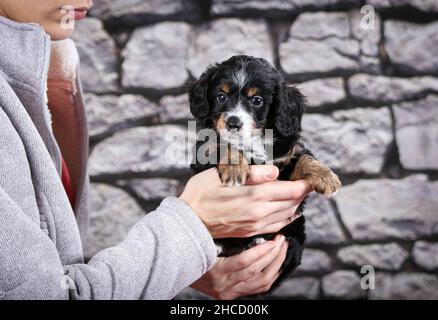 F1B minuscoli bernedoodle tricolore tenuti di fronte al muro di pietra Foto Stock