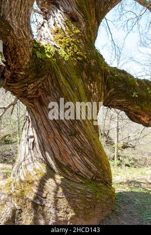 Albero centenario con rughe e tronco ritorto con muschio di castagno verde in Estremadura Foto Stock