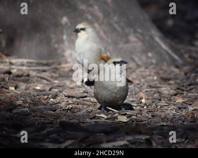 Baywing grigiastro (Agelaioides badius), noto anche come cowbird alare Foto Stock