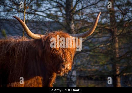 Selettivo di una vacca scozzese delle Highland che pascola in una radura forestale all'aperto in Lituania Foto Stock