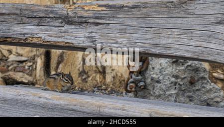 Chipmunk camuffato su sedile in legno in Canada Foto Stock