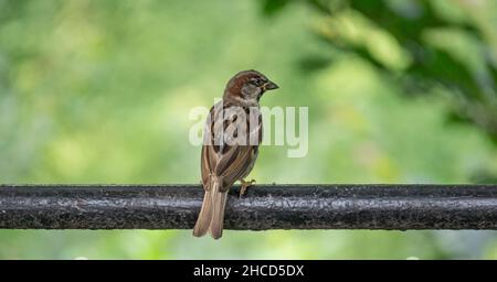 House Sparrow arroccato su una ferrovia in Central Park Foto Stock