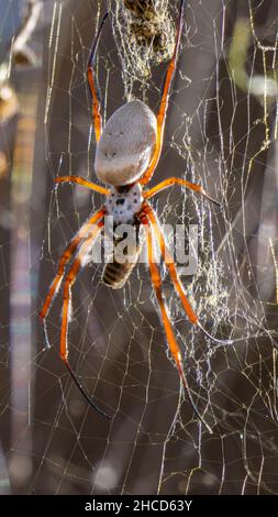 Golden Orb Spider che alimenta un'ape Foto Stock