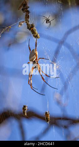 Golden Orb Spider che alimenta un'ape Foto Stock