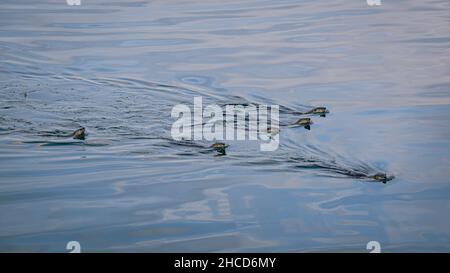 Sea Otters nuotare nell'isola di Vancouver Foto Stock